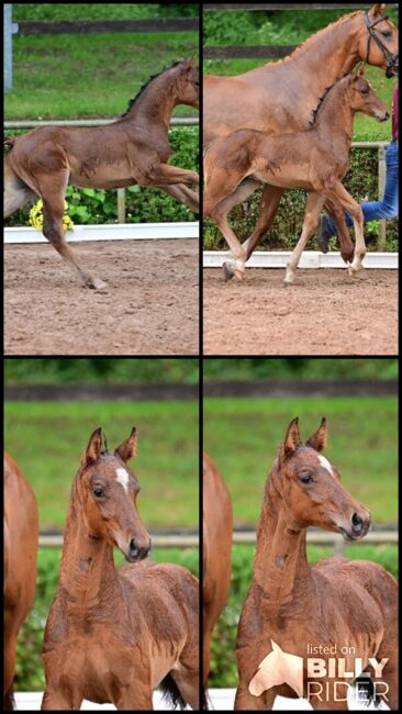 Bewegungsstarker Hengst vom top Vererber, Kerstin Rehbehn (Pferdemarketing Ost), Horses For Sale, Nienburg, Image 11