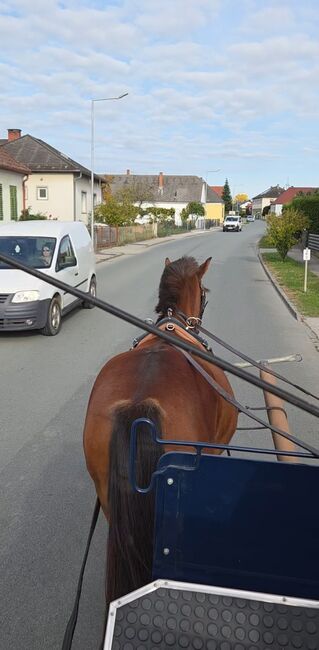 Nervenstarker junger Ponywallach!, Barbara Granig, Horses For Sale, Unterwart, Image 7