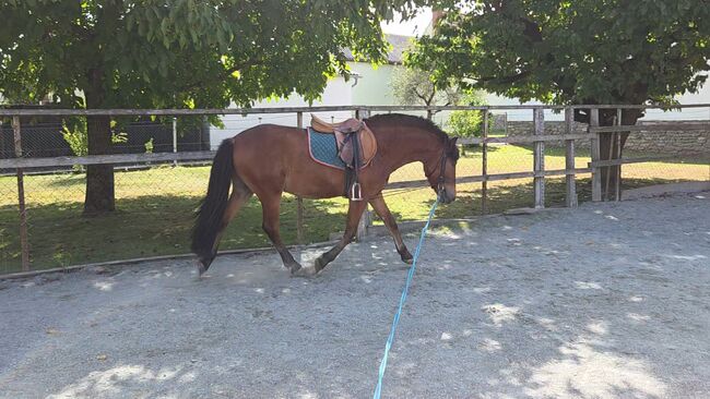 Nervenstarker junger Ponywallach!, Barbara Granig, Horses For Sale, Unterwart, Image 3