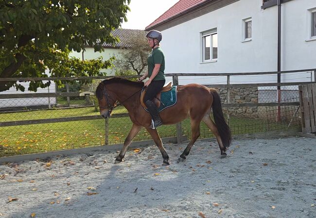 Nervenstarker junger Ponywallach!, Barbara Granig, Horses For Sale, Unterwart, Image 11