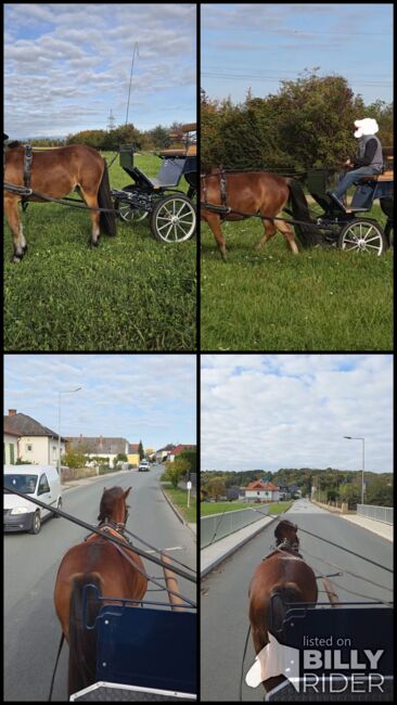 Nervenstarker junger Ponywallach!, Barbara Granig, Horses For Sale, Unterwart, Image 17