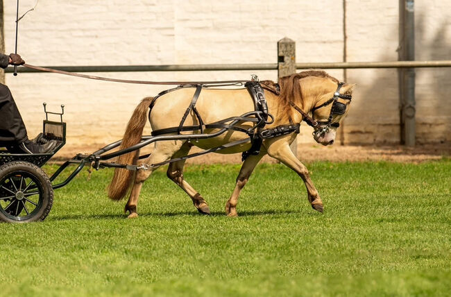 Deckhengst NMPRS LH Drop’s Champagne, Nicole Prignitz , Horses For Sale, Groß Molzahn , Image 4