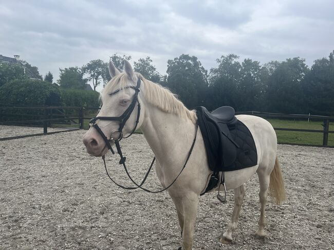 Stübben  dressage saddle maestro deluxe, Stübben Maestro de luxe, Zoe Splinter, Dressursattel, Hoorn, Abbildung 4