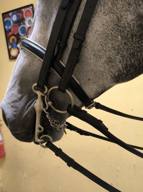 Stübben Kandarenzaum inkl. Gebisse, Stübben , Zuchthof , Bridles & Headstalls, Twistringen , Image 5