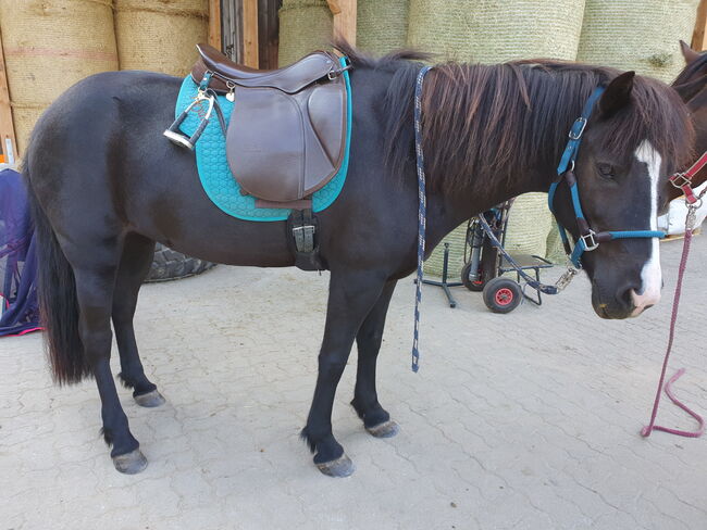 Stübben Sattel, Kathy, Icelandic Saddle, Hamburg