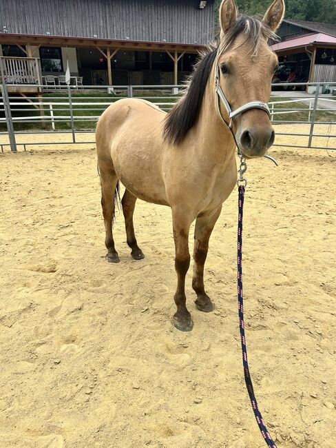 Toller Fjordhengst Jährling, Julia , Horses For Sale, Wöllersdorf 