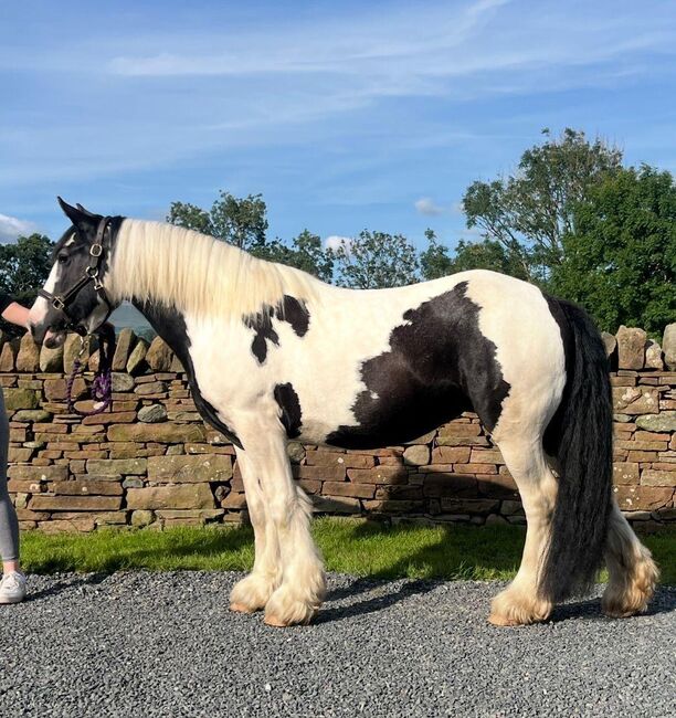 Stunning Happy Hacker Cob Mare, Hannah, Horses For Sale, Carlisle