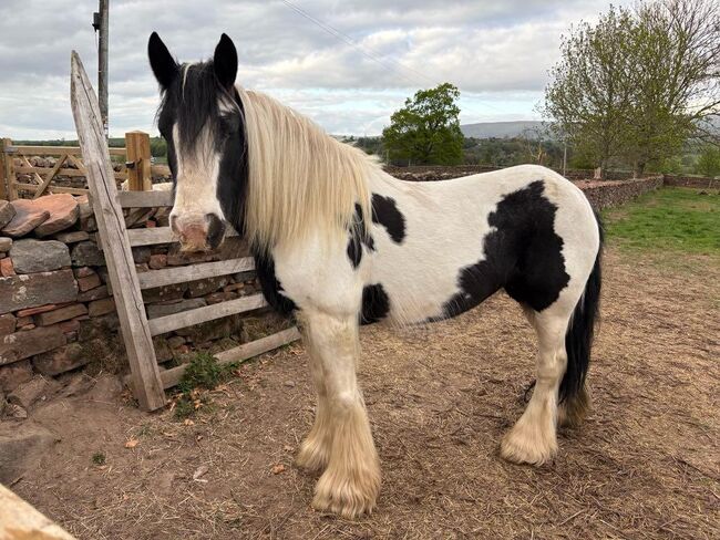 Stunning Happy Hacker Cob Mare, Hannah, Horses For Sale, Carlisle, Image 4