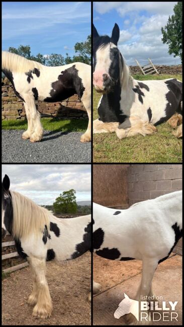 Stunning Happy Hacker Cob Mare, Hannah, Horses For Sale, Carlisle, Image 6