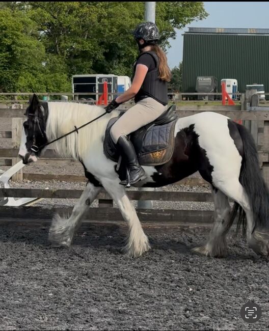 Stunning Happy Hacker Cob Mare, Hannah, Horses For Sale, Carlisle, Image 3