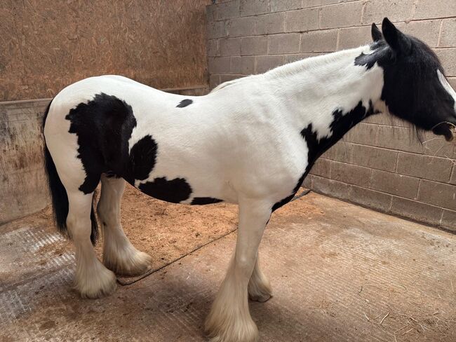 Stunning Happy Hacker Cob Mare, Hannah, Konie na sprzedaż, Carlisle, Image 5