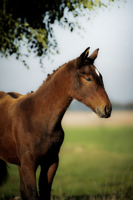Stunning Małopolski Foal Stallion “Halny” – Calm, Well-Bred, and Full of Potential, Edyta, Horses For Sale, Dębno, Image 4