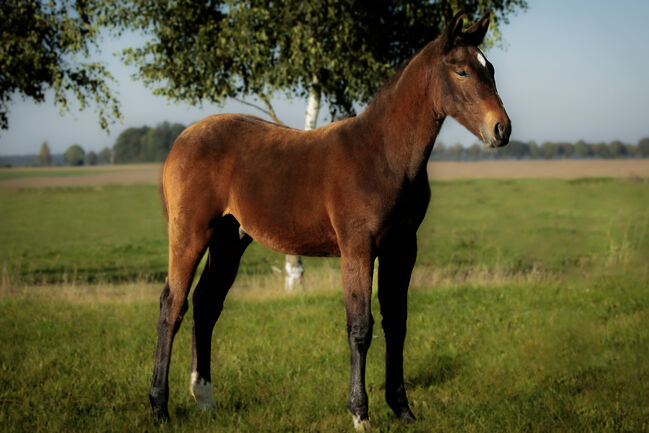 Stunning Małopolski Foal Stallion “Halny” – Calm, Well-Bred, and Full of Potential, Edyta, Horses For Sale, Dębno, Image 6