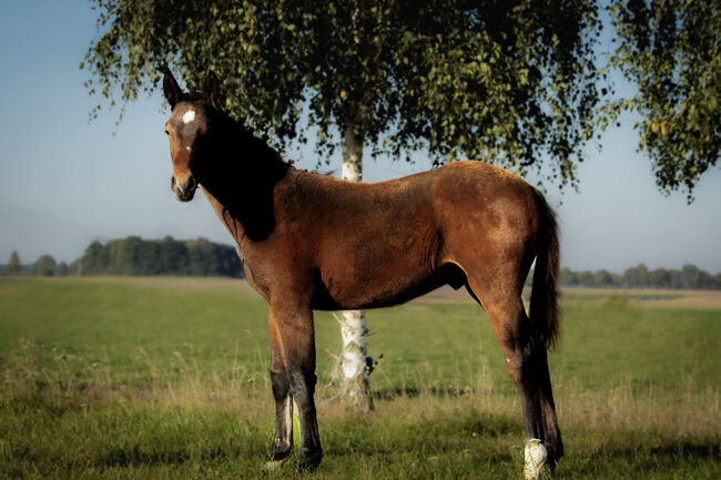 Stunning Małopolski Foal Stallion “Halny” – Calm, Well-Bred, and Full of Potential, Edyta, Horses For Sale, Dębno, Image 7