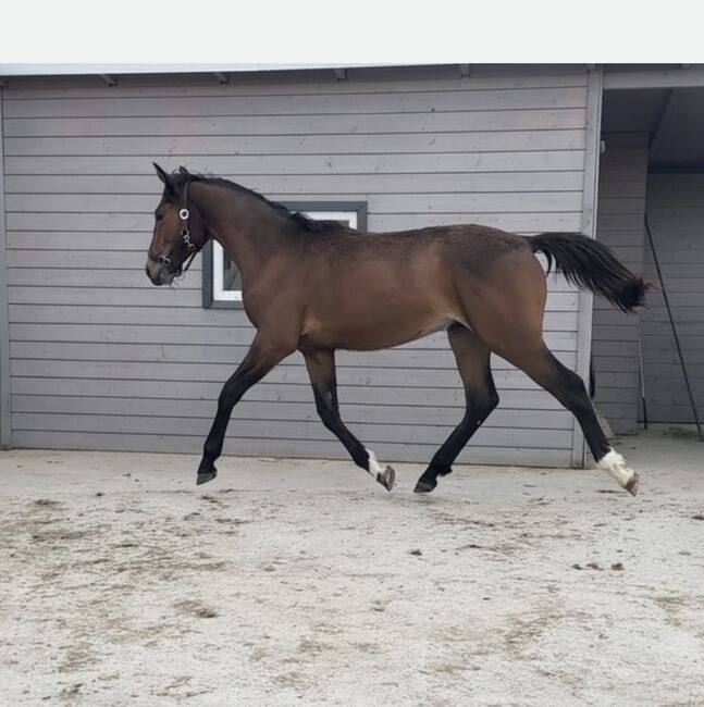 Stunning Małopolski Gelding “Halny” – Calm, Well-Bred, and Full of Potential, Edyta, Horses For Sale, Dębno