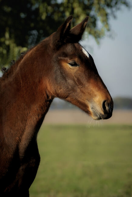 Stunning Małopolski Foal Stallion “Halny” – Calm, Well-Bred, and Full of Potential, Edyta, Konie na sprzedaż, Dębno, Image 3