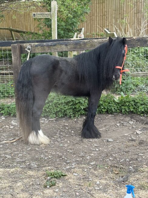 Stunning mini cob gelding, Zena Jeffrey, Horses For Sale, Swindon , Image 2