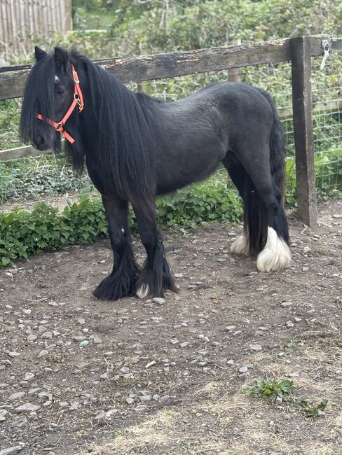 Stunning mini cob gelding, Zena Jeffrey, Konie na sprzedaż, Swindon 