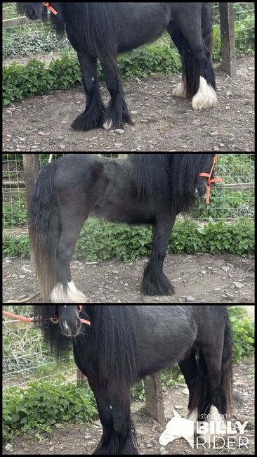 Stunning mini cob gelding, Zena Jeffrey, Konie na sprzedaż, Swindon , Image 4
