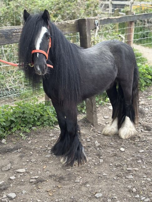 Stunning mini cob gelding, Zena Jeffrey, Pferd kaufen, Swindon , Abbildung 3