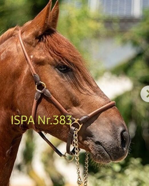 Atemberaubende PRE Fuchshengst - gekört, ISPA - Iberische Sportpferde Agentur (ISPA - Iberische Sportpferde Agentur), Horses For Sale, Bedburg, Image 6