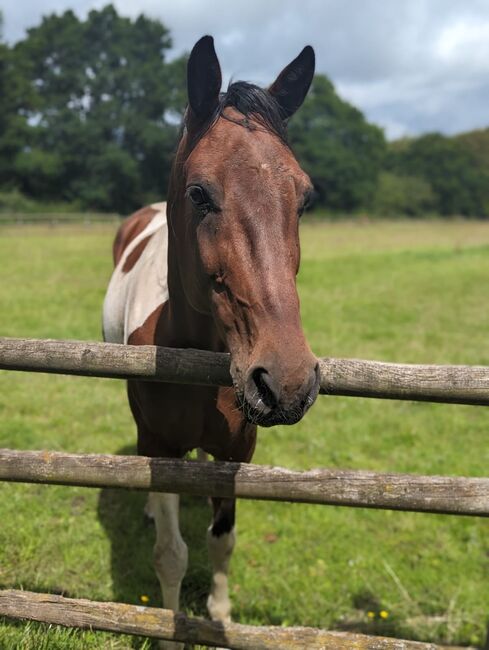 Stunning Standard bred project Robbie 8 16.2, Claire , Horses For Sale, Derby , Image 2