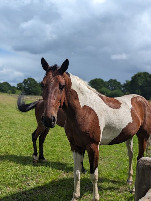 Stunning Standard bred project Robbie 8 16.2, Claire , Konie na sprzedaż, Derby , Image 5