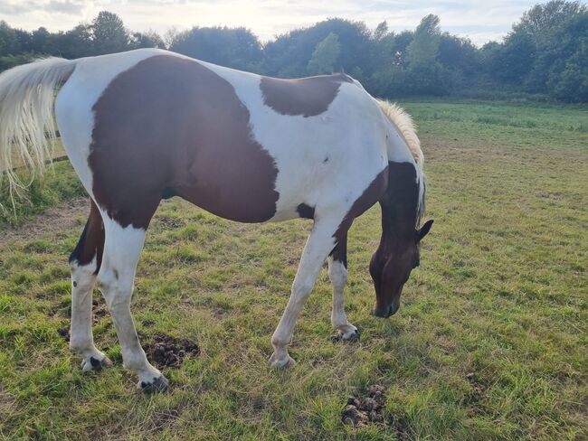 Stunning Standard bred project Robbie 8 16.2, Claire , Pferd kaufen, Derby , Abbildung 3