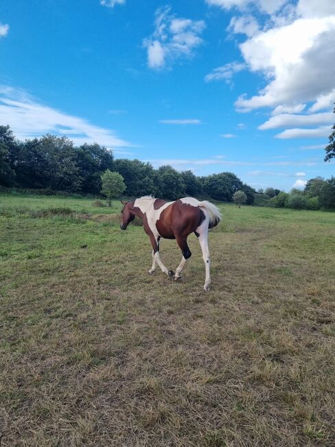 Stunning Standard bred project Robbie 8 16.2, Claire , Pferd kaufen, Derby , Abbildung 6