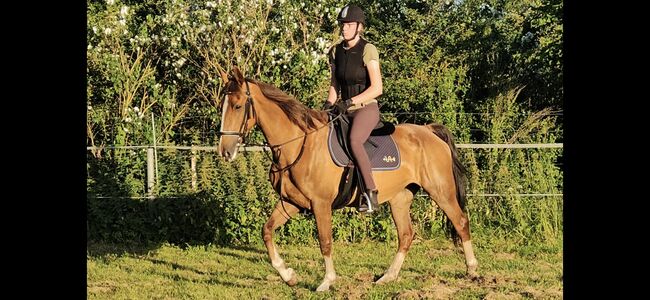 Stute,KWPN,Fuchs,8 Jahre,163 cm,Freizeit,Pferd,Gesund, Silke, Pferd kaufen, Bargenstedt