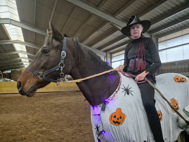 Stute  pferd, verena weise, Pferd kaufen, isny im allgäu