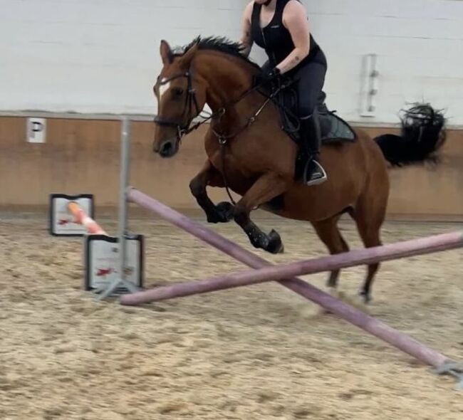 Stute wegen Reitsportaufgabe abzugeben, Josi, Pferd kaufen, Wanzleben-Börde, Abbildung 6