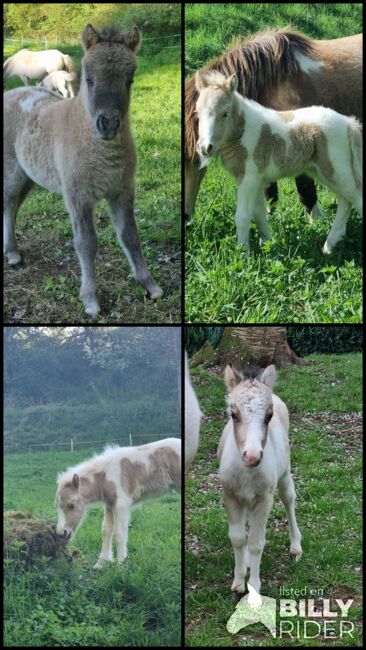Stutfohlen Shetty  Partbred in Sonderfarben, Nadine  (Shettyzucht Frechdachs ), Pferd kaufen, Heringen, Abbildung 5