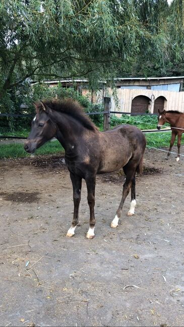 Stutfohlen Smoky Black/ Deutsches Reitpony, ST, Pferd kaufen, Trassem , Abbildung 2