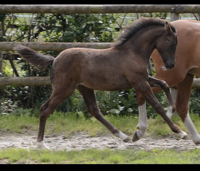 Stutfohlen Smoky Black/ Deutsches Reitpony, ST, Pferd kaufen, Trassem , Abbildung 3