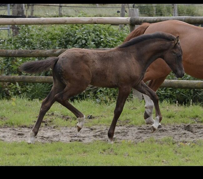 Stutfohlen Smoky Black/ Deutsches Reitpony, ST, Pferd kaufen, Trassem , Abbildung 6