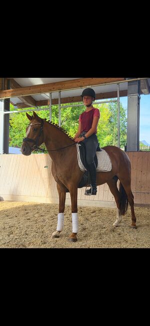 Schickes Dressurpony, Patricia , Horses For Sale, Tarrenz 
