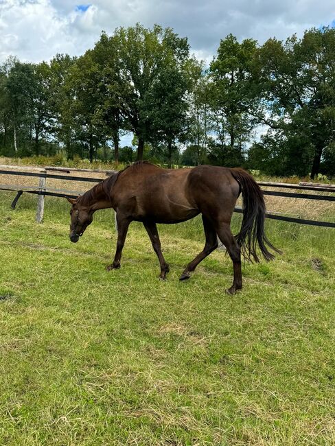 Erfolgreiche,tragende vollblut zuchtstute, Sandor, Horses For Sale, Hamburg, Image 2