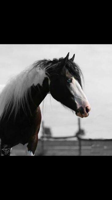 Suche Endplatz für Tinker-Paint Stute, Liz, Pferd kaufen, Engelhartstetten 