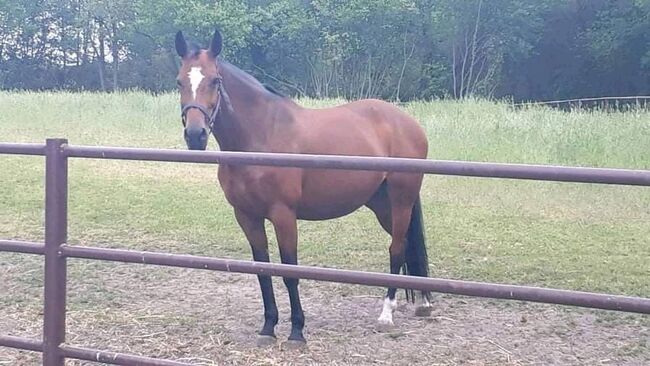 Suche für meine gesunde Stute ein neues Zuhause, Pinzgauer, Pferd kaufen, Weil am Rhein , Abbildung 4