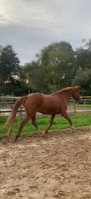 Suche liebevolles Zuhause für meine Stute, K. Kuech , Pferd kaufen, Eschborn 