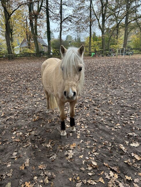 Suche Pflegebeteiligung für mein Pony, Philine , Reitbeteiligungen, Hamburg , Abbildung 2