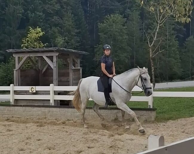 Suche Reitbeteiligung 2x/Woche Raum Linz, Franziska Arbeithuber, Horse Sharing, Lichtenberg