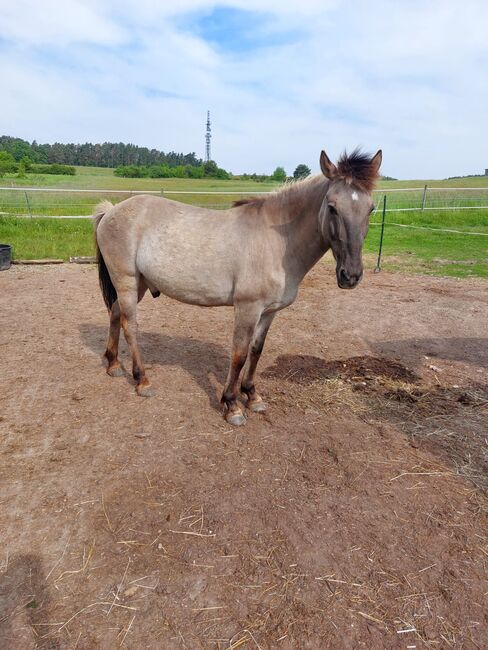 Suche Reitbeteiligung für meinen Tarpan-Konik-Mix, Röttenbach (Erlangen), Verena Hamacher (im Auftrag), Reitbeteiligungen, Röttenbach 