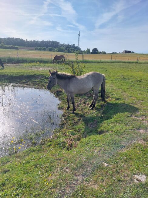 Suche Reitbeteiligung für meinen Tarpan-Konik-Mix, Röttenbach (Erlangen), Verena Hamacher (im Auftrag), Reitbeteiligungen, Röttenbach , Abbildung 5