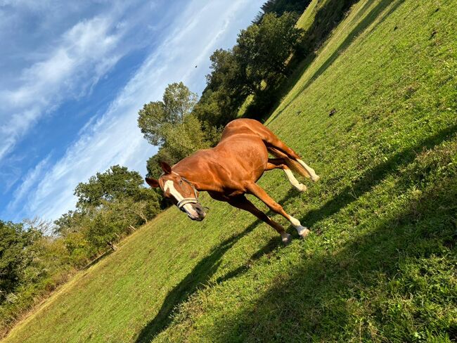 Suche Reitbeteiligung (Pferd sucht Reiter), Fabi, Pferd kaufen, Eßweiler