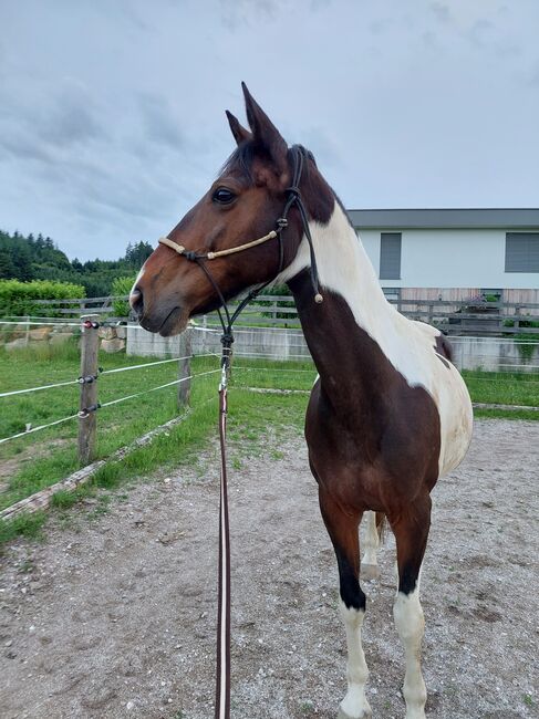 Suche Reitbeteiligung für schöne, brave Scheckstute, Martina Thomas, Reitbeteiligungen, Krexham, Abbildung 3