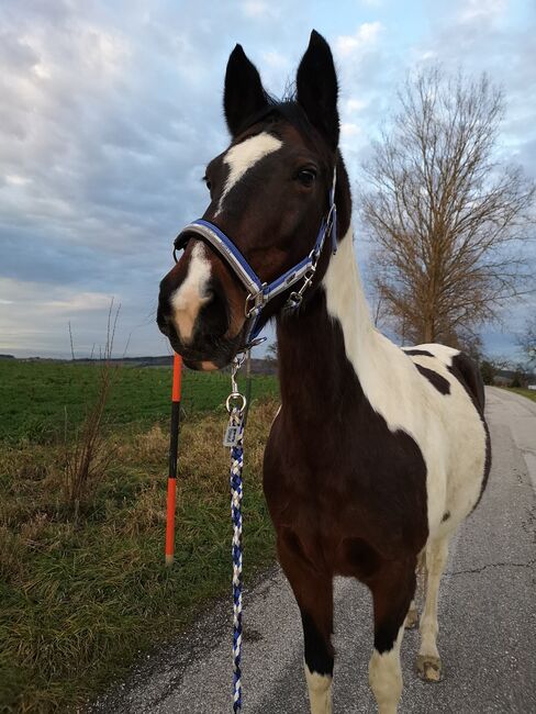 Suche Reitbeteiligung für schöne, brave Scheckstute, Martina Thomas, Reitbeteiligungen, Krexham, Abbildung 4