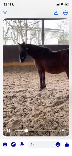 Suche Vielseitigkeitssattel 16.5” (Thorowgood / Kent & Masters) – Pony, kurzer Rücken, Thorowgood T8 oder T4 GP, Janina, Siodła wszechstronne, Lörrach