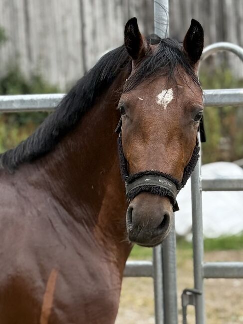 Suche Welsh a gerne im Tausch siehe Text, Kathy w., Pferd kaufen, Emmerthal 
